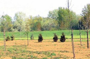 Arboretum - 2003. godina - početak