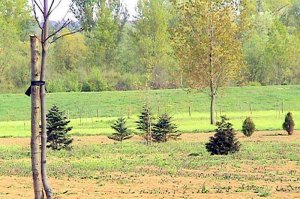 Arboretum - 2003. godina - početak