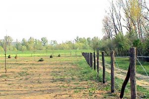 Arboretum - 2003. godina - početak