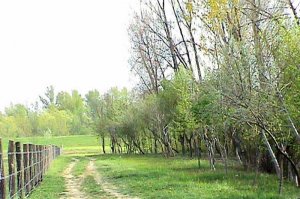 Arboretum - 2003. godina - početak