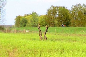 Arboretum - 2003. godina - početak