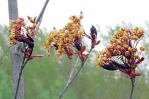 Arboretum od 2004. do 2006. godine