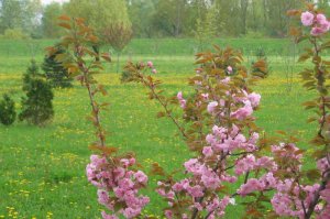 Arboretum od 2004. do 2006. godine