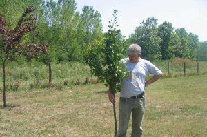 Arboretum u 2007. godini