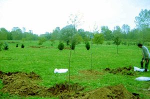 Radovi prouzrokovani prelaskom Tamnavske ulice preko arboretuma