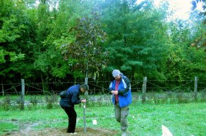 Radovi prouzrokovani prelaskom Tamnavske ulice preko arboretuma