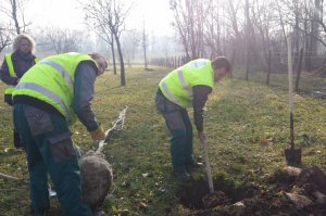 Sadnja biljaka sa učenicima, decembar 2016