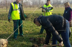 Sadnja biljaka sa učenicima, decembar 2016