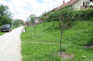 Pošumljavanje, drvoredi, obeležavanje ekoloških datuma