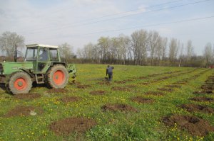 Pošumljavanje, drvoredi, obeležavanje ekoloških datuma