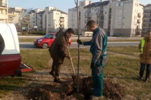 Pošumljavanje, drvoredi, obeležavanje ekoloških datuma