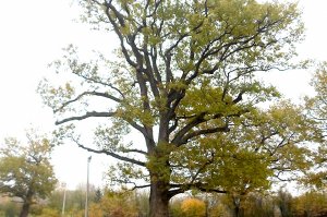 Počeli su radovi na sanaciji stabala u ZP „Grupa stabala hrasta lužnjaka – Jozića koliba“
