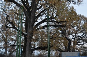 Završeni radovi na sanaciji zaštićenog stabla br. 1 u ZP „Grupa stabala hrasta lužnjaka-Jozića koliba“