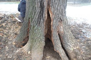 Završeni radovi na sanaciji zaštićenog stabla br. 1 u ZP „Grupa stabala hrasta lužnjaka-Jozića koliba“