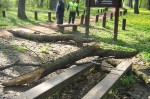 Uklanjanja suvih i prelomljenih grana sa stabala u ZP „Obrenovački Zabran“