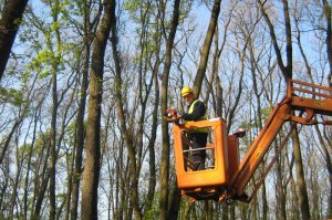 Uklanjanja suvih i prelomljenih grana sa stabala u ZP „Obrenovački Zabran“