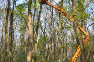 Uklanjanja suvih i prelomljenih grana sa stabala u ZP „Obrenovački Zabran“