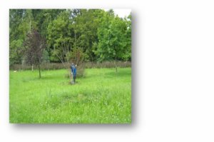 Saniranje posledica poplave u Arboretumu