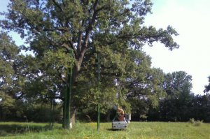 Zaštita i očuvanje biodiverziteta ZP „Grupa stabala hrasta lužnjaka kod Jozića kolibe"