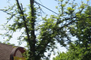 Elaborat o stanju stabala  drvoreda u ulici Vuka Karadžića u Obrenovcu