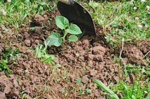 Sadnja princezinog drveta  u Arboretumu