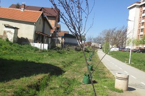 Obnovljen drvored duž biciklističke staze