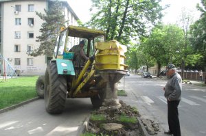 DRVORED U ULICI VUKA KARADŽIĆA