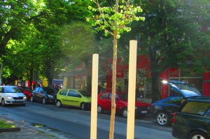 DRVORED U ULICI VUKA KARADŽIĆA