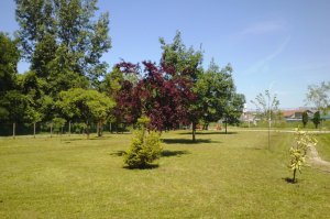 Arboretum