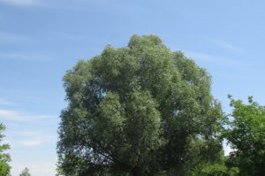Arboretum