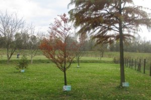 POSTAVLJENE TABLE ZA OPIS BILJNIH VRSTA U ARBORETUMU
