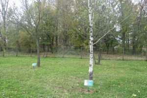 POSTAVLJENE TABLE ZA OPIS BILJNIH VRSTA U ARBORETUMU