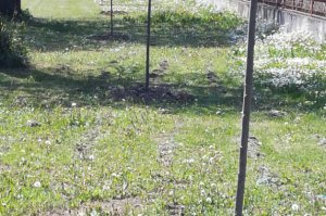 Sadnja po mesnim zajednicama u cilјu obeležavanja bitnih ekoloških dana 
