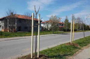 Obnovljen drvored u Ravnogorskoj ulici