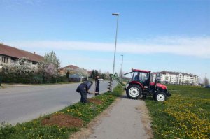 Obnovljen drvored u Ravnogorskoj ulici