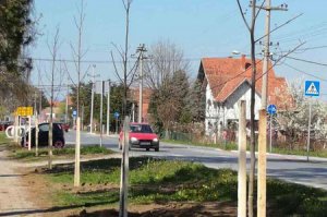 Podizanje i obnova drvoreda u Ulici Aleksandra Ace Simovića