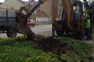 Podizanje i obnova drvoreda u Ulici Aleksandra Ace Simovića