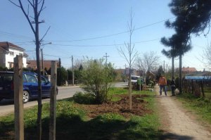 Podizanje i obnova drvoreda u Ulici Aleksandra Ace Simovića