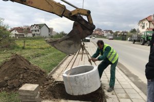 Drvored u Tamnavskoj ulici