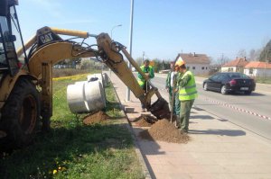 Drvored u Tamnavskoj ulici