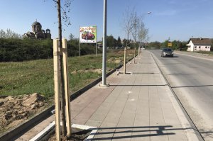 Drvored u Tamnavskoj ulici