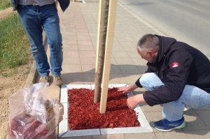 Drvored u Tamnavskoj ulici