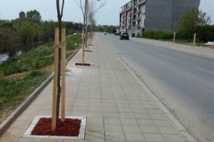 Drvored u Tamnavskoj ulici