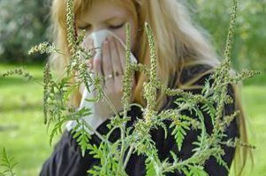 Izveštaji o rezultatima merenja alergenog polena sa analizom