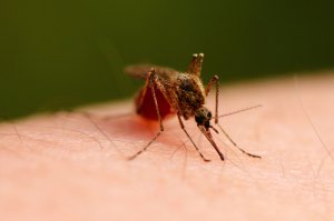 Obaveštenje o tretmanu komaraca i krpelјa