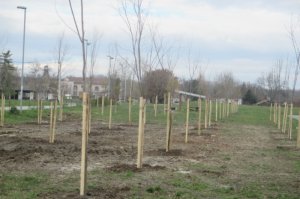 Nabavka sadnica, sadnja i inicijalna nega na javnim zelenim površinama u GO Obrenovac