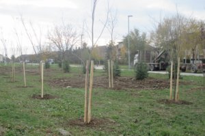 Nabavka sadnica, sadnja i inicijalna nega na javnim zelenim površinama u GO Obrenovac