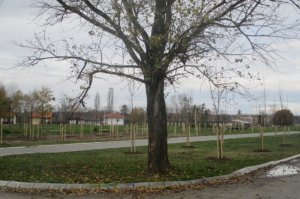Nabavka sadnica, sadnja i inicijalna nega na javnim zelenim površinama u GO Obrenovac