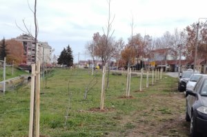 Nabavka sadnica, sadnja i inicijalna nega na javnim zelenim površinama u GO Obrenovac