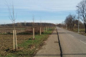 Novi zasad duž Zabranskog puta i nastavak drvoreda uz biciklističku stazu